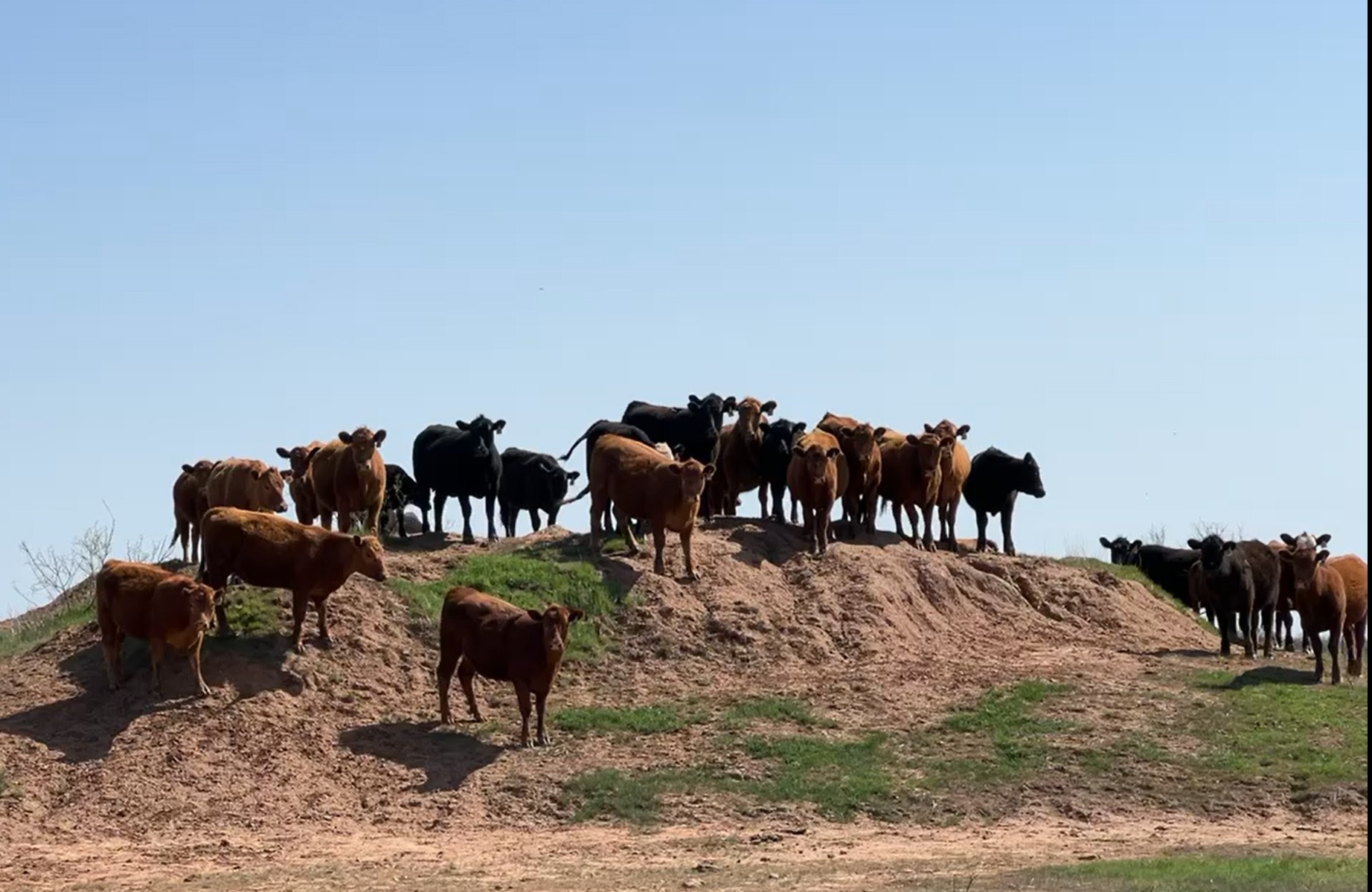 19 Bred Red Angus Heifers (Bred to a LBW Red Angus Registered RA Brown Bull